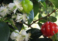 Surinam Cherry Plant 3 Gal Pot Eugenia uniflora Fast Growing Bushy Tree for Garden or Patio