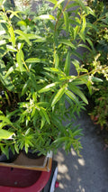Lemon Verbena Plant in 6-Inch Pot - Aromatic Herb Aloysia triphylla for Culinary & Garden Use