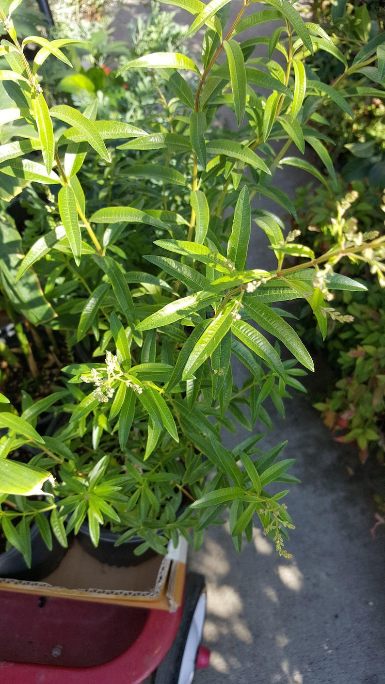 Lemon Verbena Plant in 6-Inch Pot - Aromatic Herb Aloysia triphylla for Culinary & Garden Use