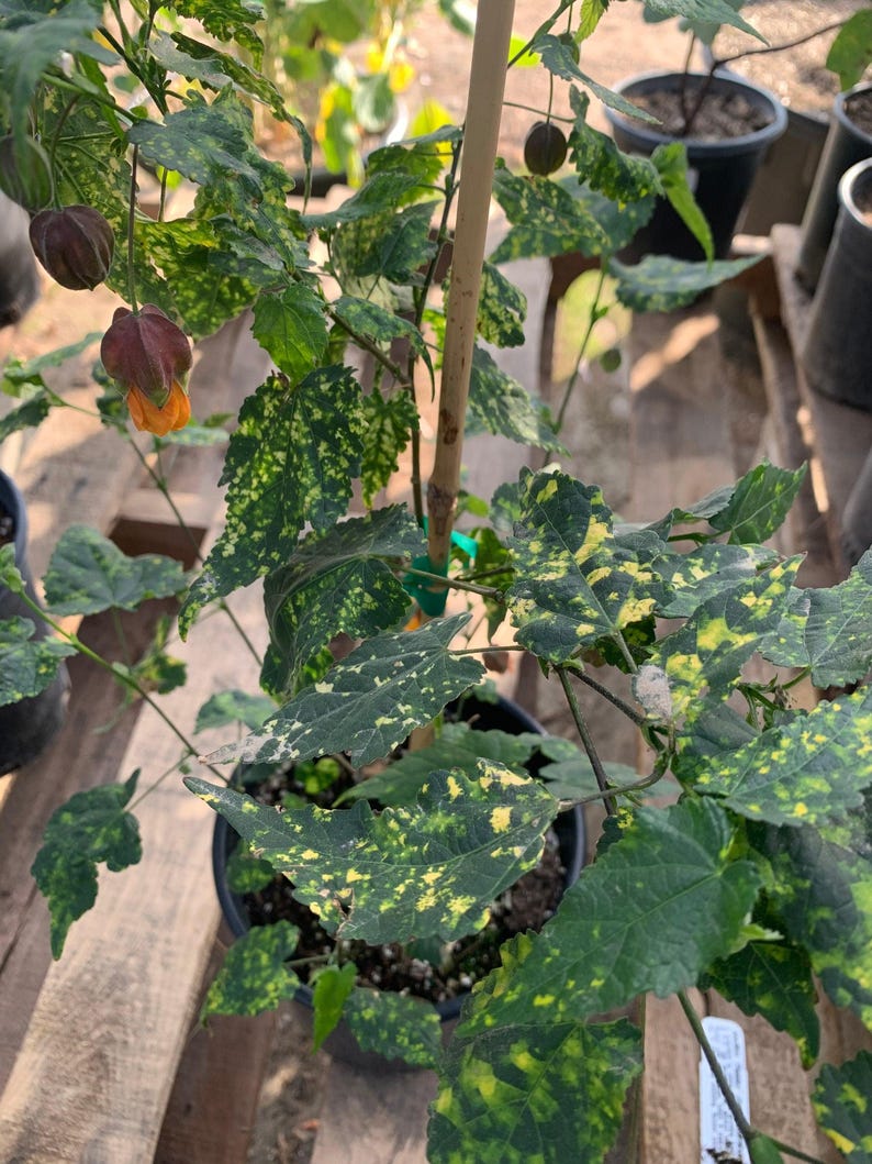 Abutilon 'Paisley' Plant in 6" Pot – Flowering Maple, Abutilon hybridum, Indoor/Outdoor Garden Decor