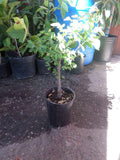 Guamuchil Plant - 1 Foot Tall Live Plant in 6" Pot - Pithecellobium dulce Edible Pods & Ornamental Foliage