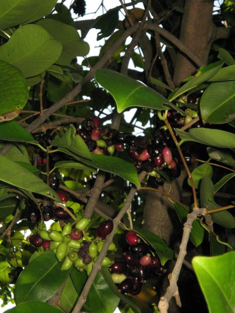 Duhat Fruit Live Plant in 1-Gallon Pot, Syzygium cumini, Edible Jambul Fruit for Home Garden