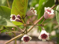 Lá M? Tam Th? Plant - 1 Gal Pot - Paederia Foetida L - Aromatic Live Plant for Culinary & Ornamental Use