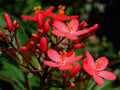 Jatropha Integerrima 'Compacta' Red Live Plant – Tropical Evergreen Shrub in 3 Gal Pot for Garden, Hedge, or Patio