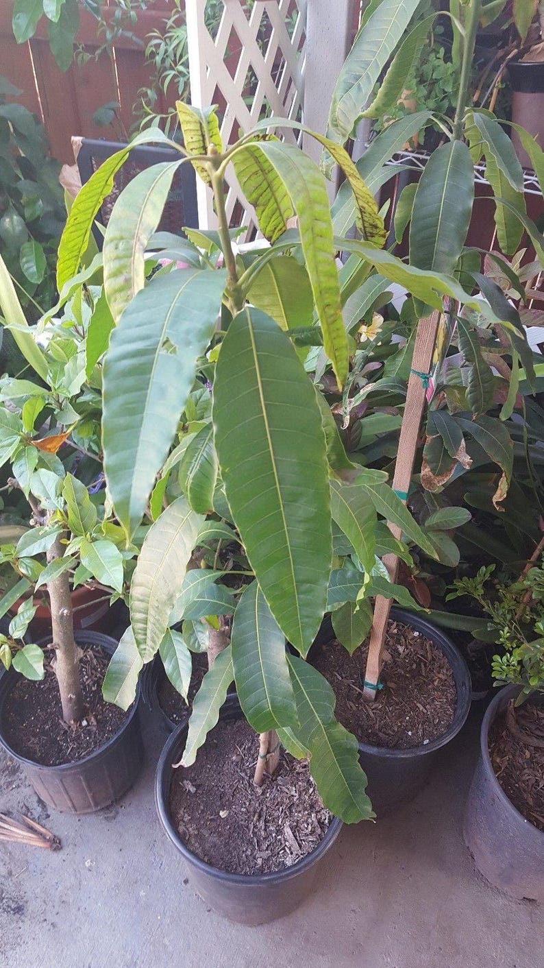 Manila Mango Tree Live Plant - Grafted 1ft Tall in 6" Pot - Mangifera indica - Tropical Fruit Tree for Garden or Container