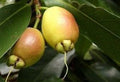 Rose Apple Live Plant 2-3 Feet in 3-Gallon Pot, Syzygium Jambos, Ornate Flowers & Yellow Fruits