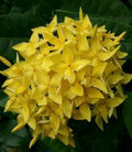 Ixora Plant in 6" Pot, Taiwanese Yellow Flowering Shrub, Tropical Garden Plant, Ixora chinensis