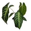 Xanthosoma Lindenii Live Plant, Tropical Foliage Houseplant in 4-Inch Pot, Rare Indoor Greenery, White Veined Tropical Plant