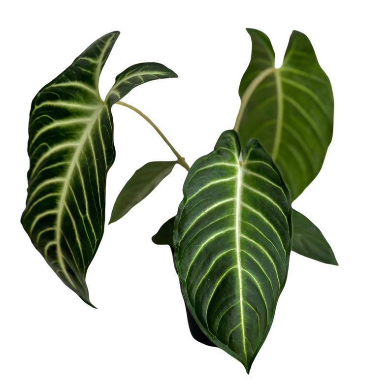 Xanthosoma Lindenii Live Plant, Tropical Foliage Houseplant in 4-Inch Pot, Rare Indoor Greenery, White Veined Tropical Plant
