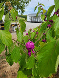 American Beautyberry Plant 4" Container Callicarpa Americana, Bird-Attracting, Magenta Berries, Pollinator-Friendly Flowers