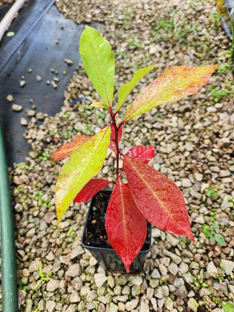 Blackgum Trees 4" Container, Nyssa Sylvatica, Native Tree with Stunning Fall Foliage, 2 Pack
