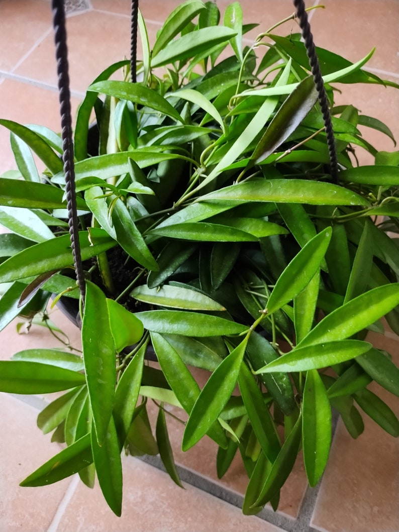 Hoya Wayettii Plant - Small Rooted Houseplant + Free Cutting - Low Maintenance Indoor Vining Plant (Hoya spp.)