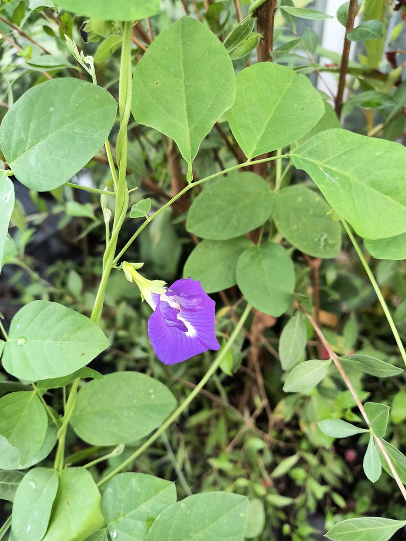 Organic Blue Pea Vine Plant in Half Gallon Pot, Butterfly Pea Clitoria ternatea, Edible Flower, Pollinator Attractant