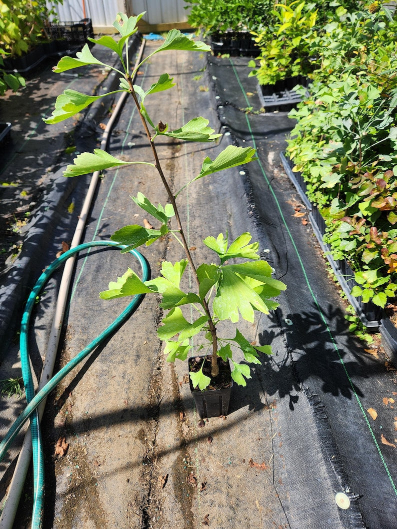 Ginkgo Trees 2 Pack in 4" Containers | Ginkgo Biloba with Bright Green Summer Leaves & Yellow Fall Foliage | Hardy Zones 3-8