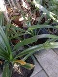Yellow Fire Lily Plant in 6" Pot - Clivia miniata with Bright Yellow Blooms, Live Indoor & Outdoor Flowering Plant
