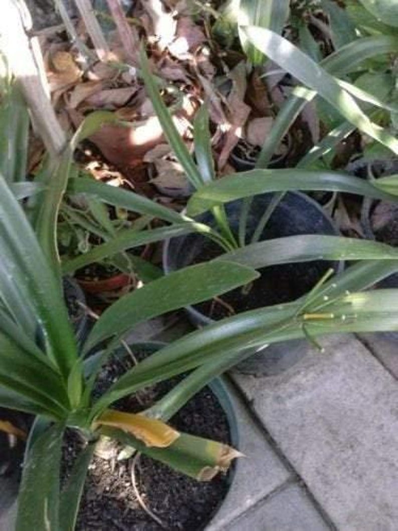 Yellow Fire Lily Plant in 6" Pot - Clivia miniata with Bright Yellow Blooms, Live Indoor & Outdoor Flowering Plant