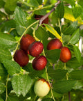 Shanxi Li Jujube Tree Grafted 3-4 ft Tall, 3-Gallon Pot, Sweet Apple Flavor, Self-Fruitful, USDA Zones 5-9