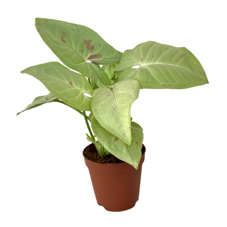 Syngonium Milk Confetti Live Plant, Rooted 2-Inch Houseplant, Pink Variegated Arrowhead, Tropical Indoor Decor, Easy Care