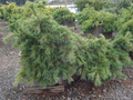 Weeping White Pine Niagara Falls Live Plant – 12” Cascading Evergreen in 1 Gallon Pot Pinus strobus