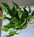 Rooted Plant Cutting - Rare Shangri Plant with Free Bonus - Easy Care Indoor Houseplant - Vining, Low Maintenance
