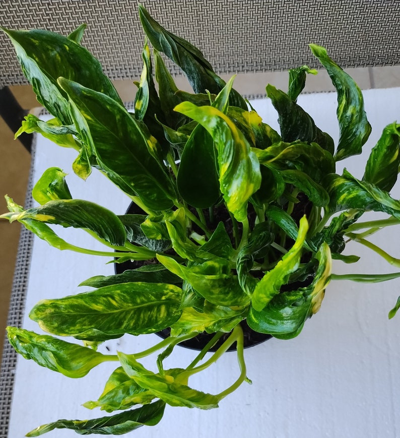 Rooted Plant Cutting - Rare Shangri Plant with Free Bonus - Easy Care Indoor Houseplant - Vining, Low Maintenance