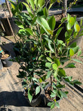 Ficus Nitida Live Plant in 6" Pot – Ficus microcarpa Indoor/Outdoor Tropical Plant, 2 Feet Tall