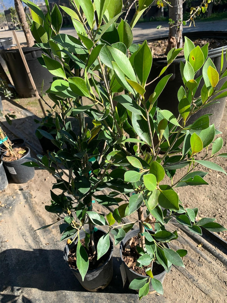 Ficus Nitida Live Plant in 6" Pot – Ficus microcarpa Indoor/Outdoor Tropical Plant, 2 Feet Tall