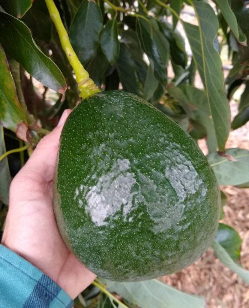 Grafted Avocado Tree - 1 Foot Tall - Holiday Variety - Persea americana - Indoor/Outdoor Plant