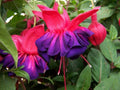 Fuchsia Plant in 6" Pot - Voodoo Variety with Red Sepals & Purple Inner Petals - Fuchsia magellanica