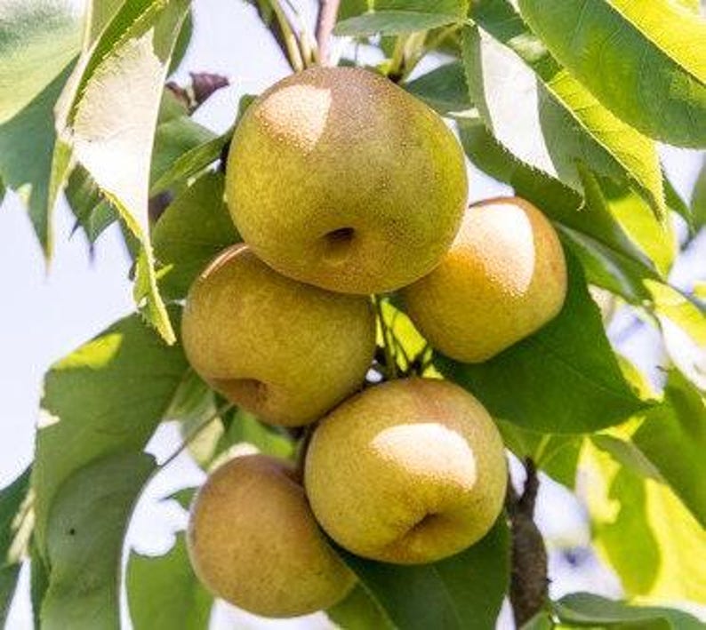 Hosui Asian Pear Tree - 3 Gallon Pot - Medium to Large Fruits - Pyrus pyrifolia - Sweet & Crisp Flavor