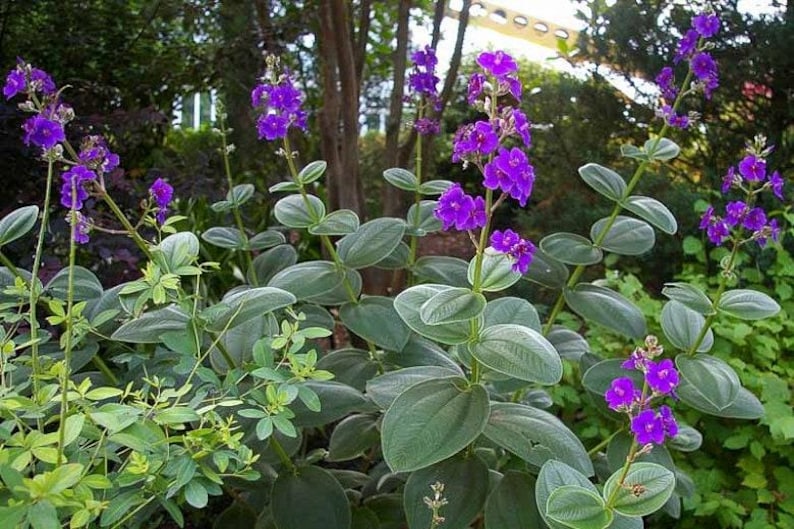 Tibouchina heteromalla Silverleafed Princess Flower Plant – 3 Gallon Pot, Tropical Perennial with Purple Blooms & Silvery Foliage