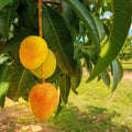 Grafted Carrie Mango Tree - 1-2 ft Live Plant in 6" Pot - Fiberless, Low Maintenance Mangifera indica Fruit Tree