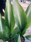 Cast Iron Plant Variegated 'Asahi' Aspidistra elatior 6" Pot, Low Maintenance Indoor/Outdoor Plant