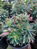 Euphorbia Plant Tiny Tim - Live 6-Inch Pot Succulent Euphorbia martini for Indoor Garden, Container, Drought Tolerant