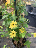 Yellow Thunbergia Alata Vine Live Plant in 6" Pot – Climbing Black-Eyed Susan Vine, Thunbergia alata