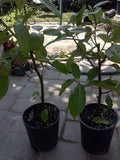Ficus racemosa Plant – 2-3 Feet Tall Cluster Fig Tree in 3-Gallon Pot for Indoor & Outdoor Gardens