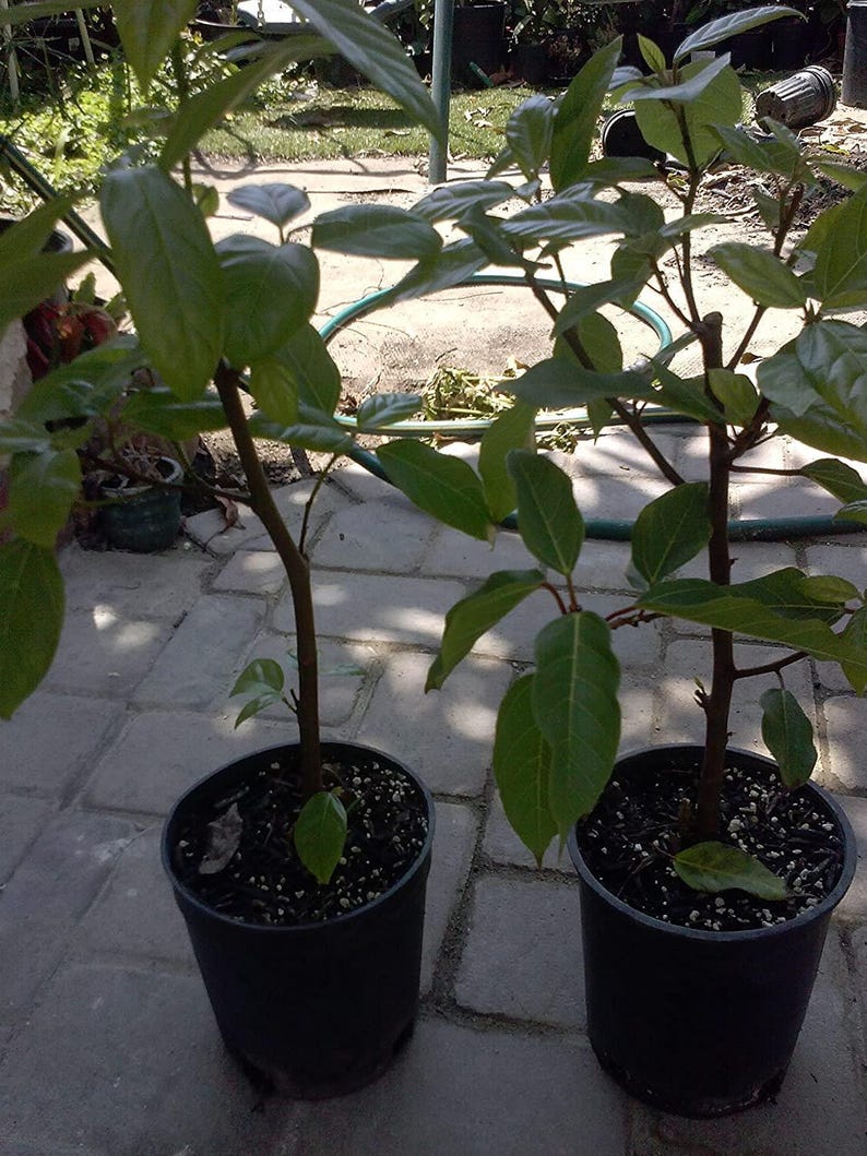 Ficus racemosa Plant – 2-3 Feet Tall Cluster Fig Tree in 3-Gallon Pot for Indoor & Outdoor Gardens