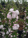 Dwarf Flowering Almond Plant in 6-Inch Pot | Prunus glandulosa 'Rosea Plena' | Live Shrub for Garden & Landscape