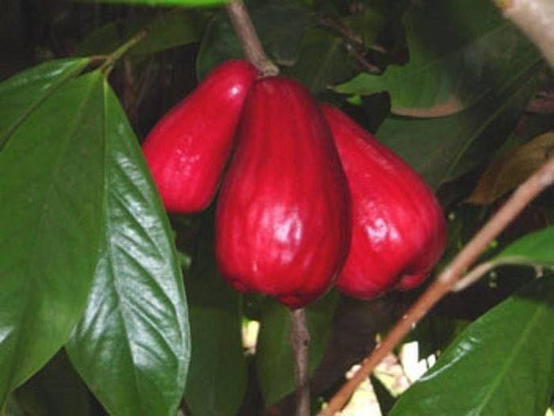 Malay Apple Tree - 3 Gallon Pot - Juicy Red Pear-Shaped Fruit - Syzygium malaccense - Ornamental & Edible Garden Tree