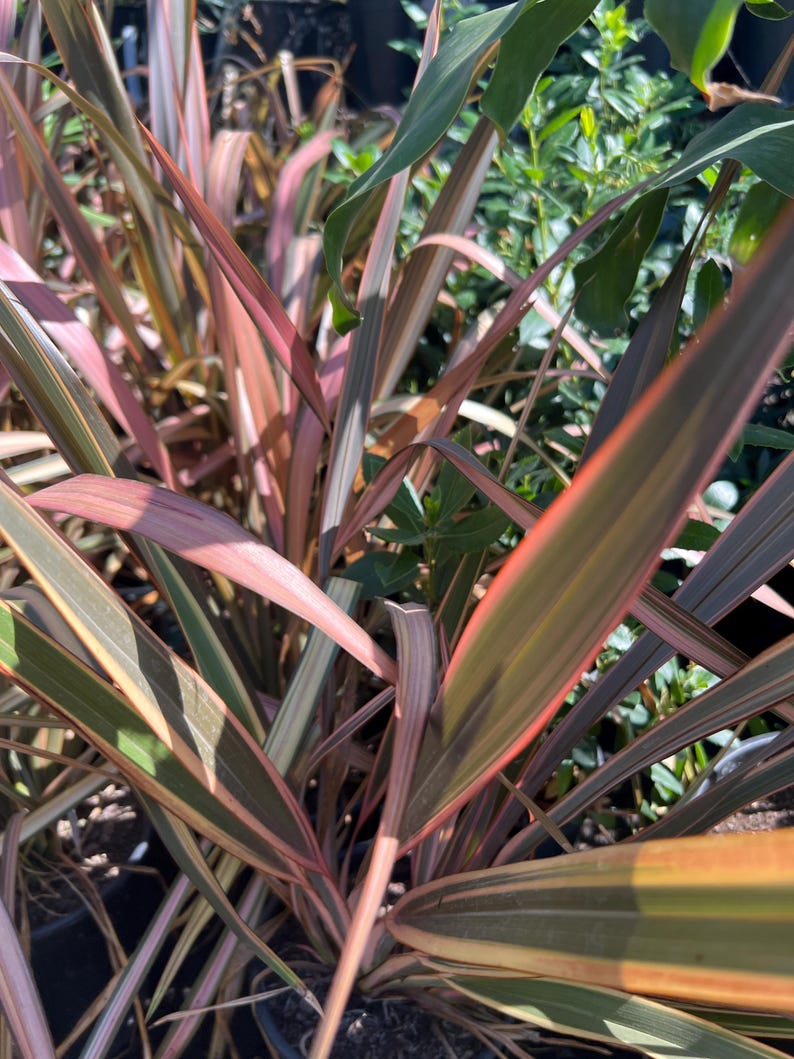 Phormium Tenax Plant 6" Pot - Assorted Varieties, Drought Tolerant, Indoor or Outdoor Garden Foliage