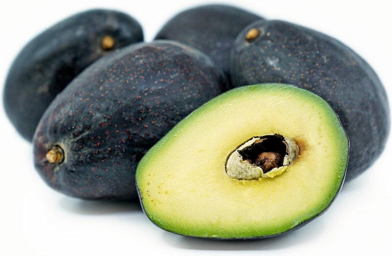 Grafted Sir Prize Avocado Tree - 3-4 Feet Tall - Cold-Resistant Persea americana for Home Garden