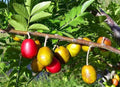 Red Hog Plum Plant - 1ft Tall Tropical Fruit Tree in 6" Pot - Spondias purpurea - Edible Fruit Tree for Garden or Patio