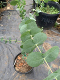 Eucalyptus Silver Dollar Starter Plant - 4 Inch Pot - Eucalyptus cinerea - Foliage Plant for Indoor & Outdoor Decor