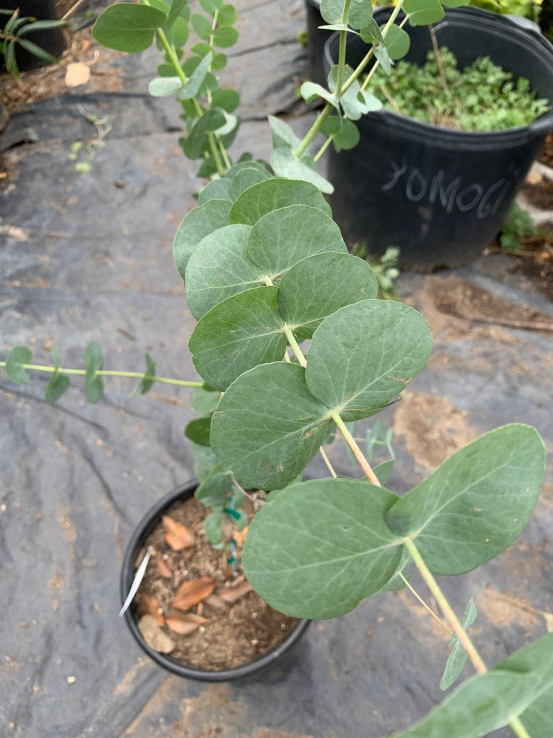 Eucalyptus Silver Dollar Starter Plant - 4 Inch Pot - Eucalyptus cinerea - Foliage Plant for Indoor & Outdoor Decor