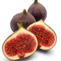 Fig Plant 2ft Texas Everbearing Ficus carica Live Plant in 6” Pot with Purple Figs and Lobed Foliage
