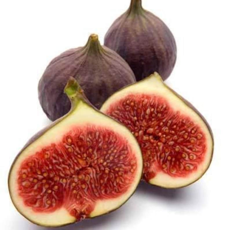 Fig Plant 2ft Texas Everbearing Ficus carica Live Plant in 6” Pot with Purple Figs and Lobed Foliage