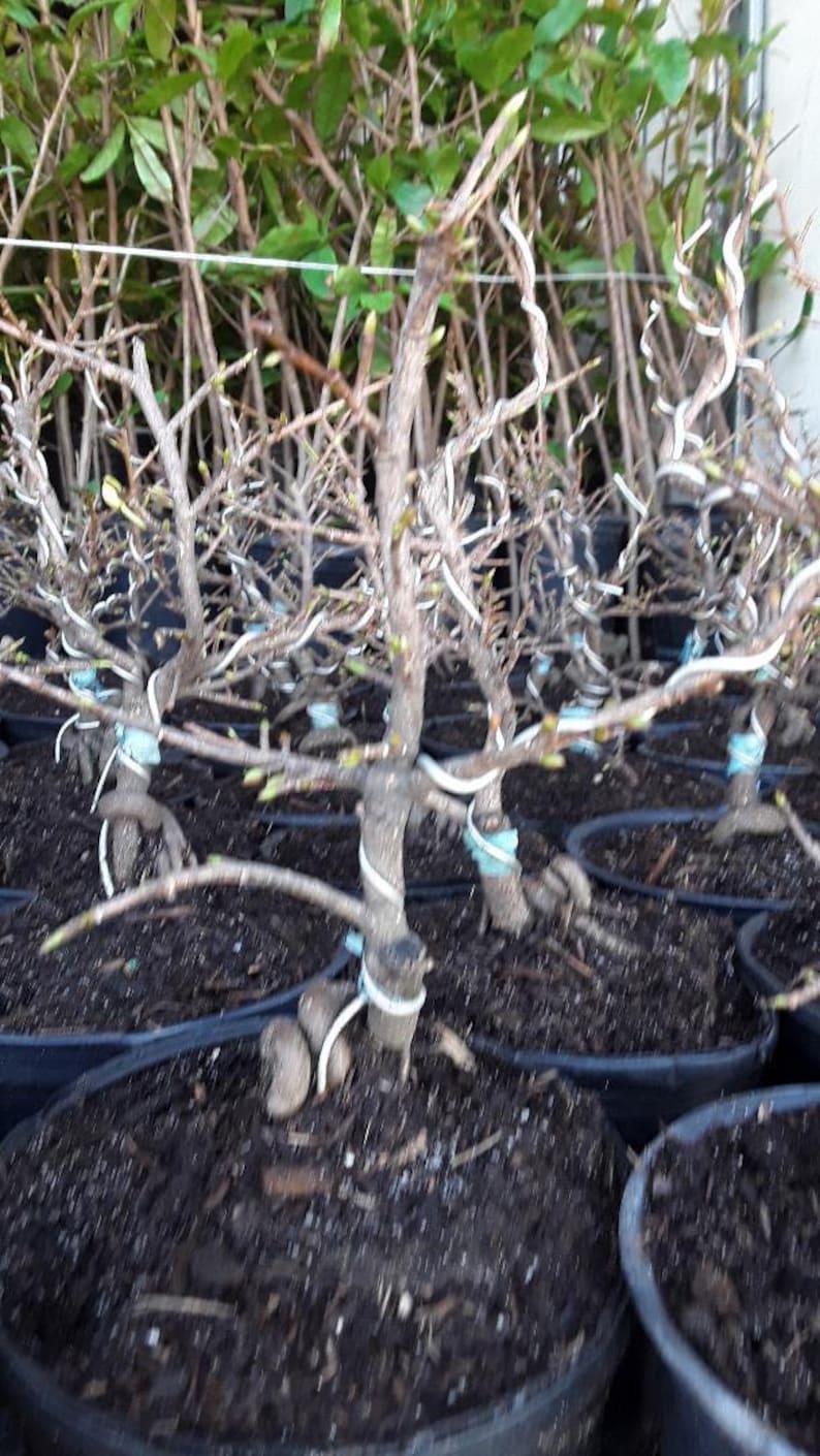 Vietnamese Yellow Flowering Bonsai - Ochna integerrima 6" Pot, Mai Vàng Vi?t Nam, Indoor & Outdoor Decorative Plant