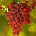 Crimson Seedless Grape Plant - Live 6-Inch Pot Vitis vinifera for Garden or Patio, Seedless, Juicy, Drought-Tolerant