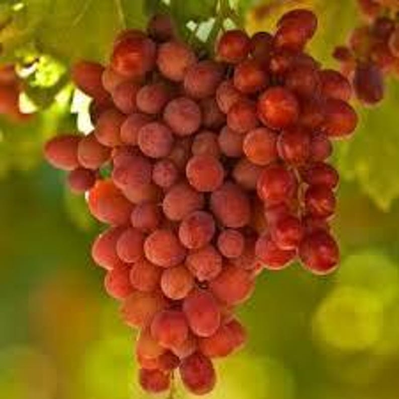 Crimson Seedless Grape Plant - Live 6-Inch Pot Vitis vinifera for Garden or Patio, Seedless, Juicy, Drought-Tolerant