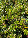 Dwarf Marina Strawberry Tree 1ft in 6" Pot, Evergreen Arbutus unedo, Small Garden Tree, Container Planting, Drought Tolerant